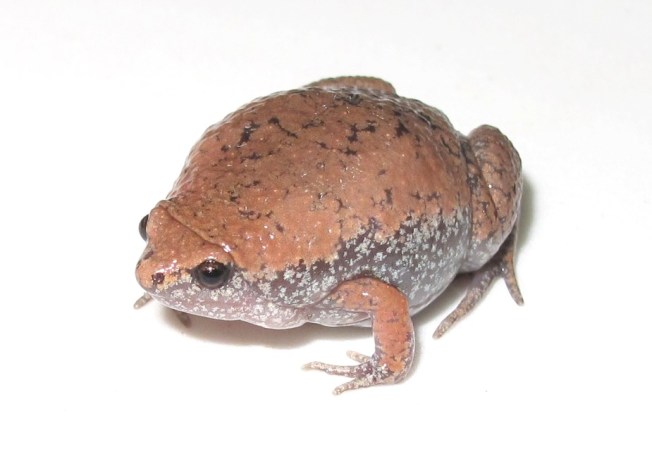 Eastern narrow-mouthed toad (Sean Giery ABSCI)
