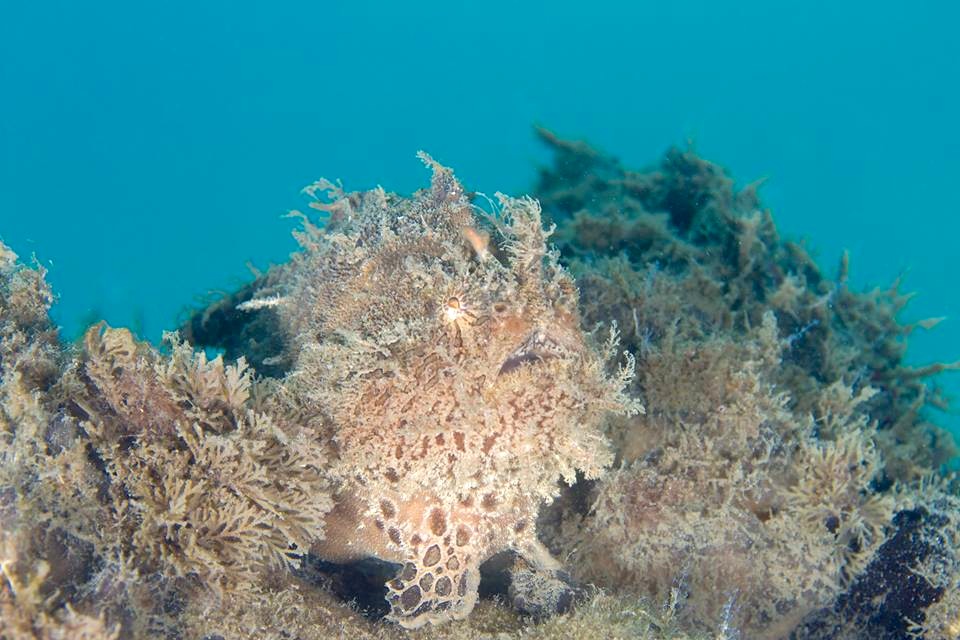 Frogfish Hunting (Adam Rees : Scuba Works)