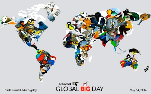 Global Big Day Flyer (Cornell Lab)