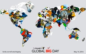 Global Big Day Flyer (Cornell Lab)