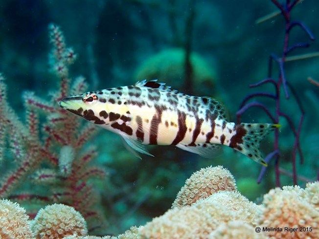 Harlequin Bass ©Melinda Riger @ G B Scuba copy