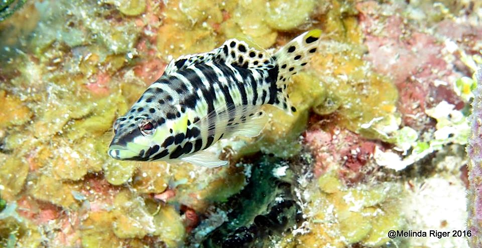 Harlequin Bass Fish ©Melinda Riger @ G B Scuba copy