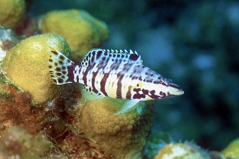 Harlequin Bass (jpc what'sthatfish)