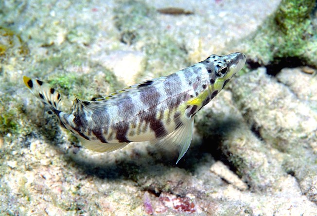 Harlequin_Bass_Serranus_tigrinus wiki
