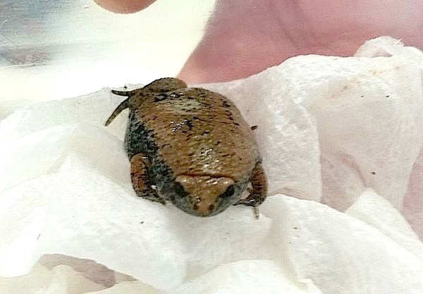 Eastern narrow-mouthed toad (ex Brian Kakuk)