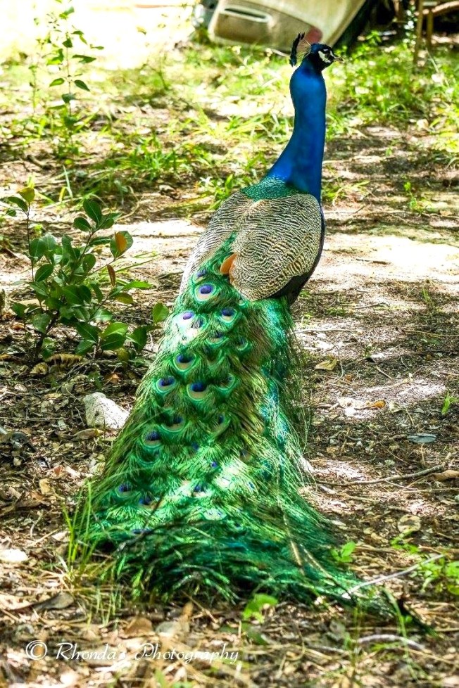 Peacock, %22Different of Abaco%22 1 (Rhonda Pearce)
