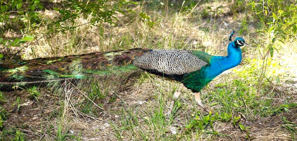 Peacock, %22Different of Abaco%22 3 (Rhonda Pearce)