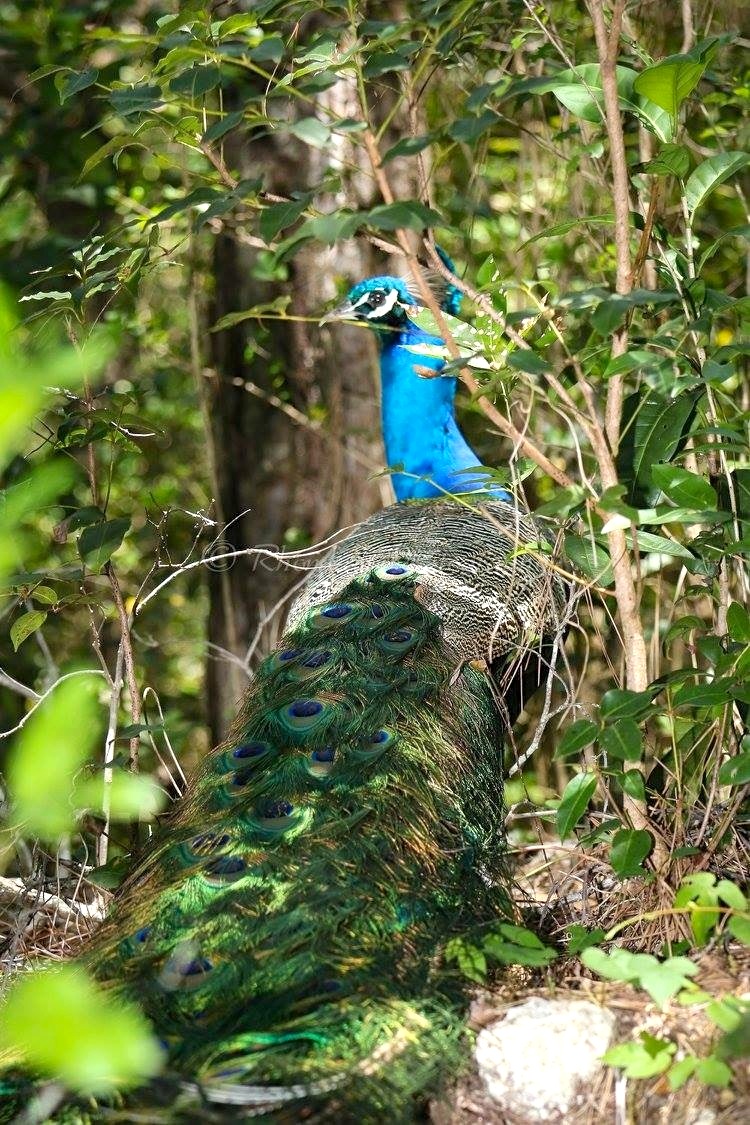 Peacock, %22Different of Abaco%22 4 (Rhonda Pearce)