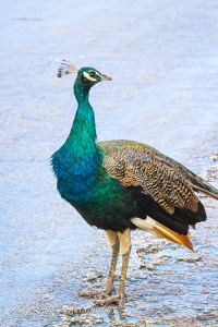 Peacock, Casuarina, Abaco 1 (Rhonda Pearce)