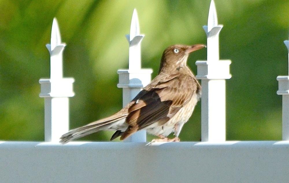 Pearly-Eyed Thrasher, Treasure Cay, Abaco (Woody Bracey)