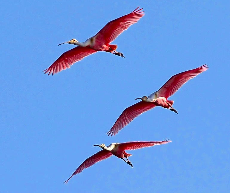 Roseate Spoonbills 1 (Phil Lanoue) jpg