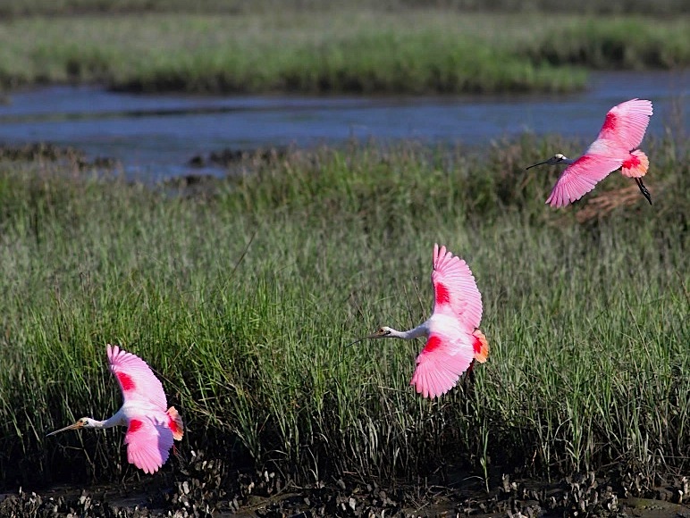 Roseate Spoonbills 2 (Phil Lanoue) jpg