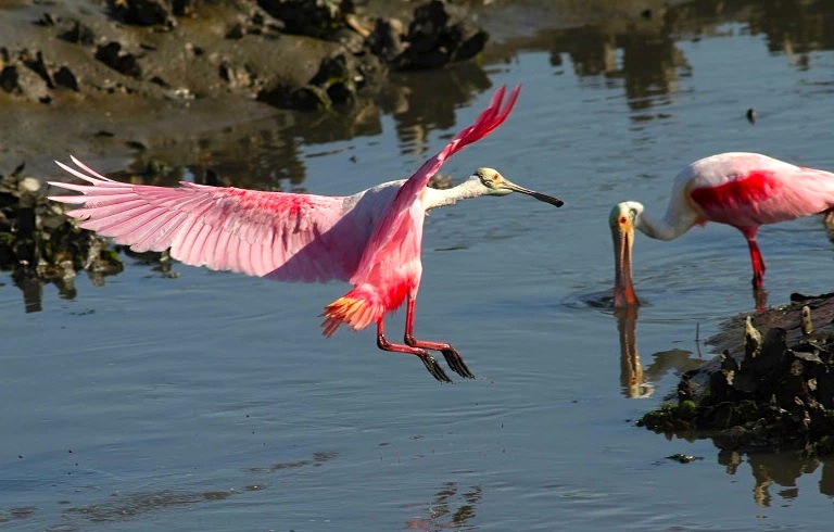 Roseate Spoonbills 3 (Phil Lanoue) jpg