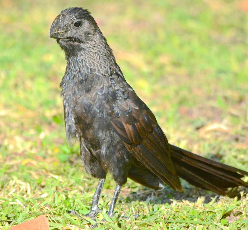 Smooth-billed Ani, Treasure Cay, Abaco (Duncan Mullis)