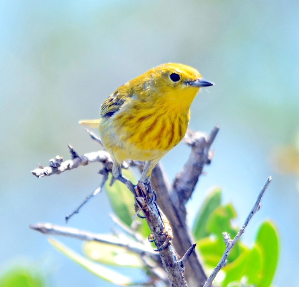 Yellow Warbler, Abaco (Duncan Mullis)