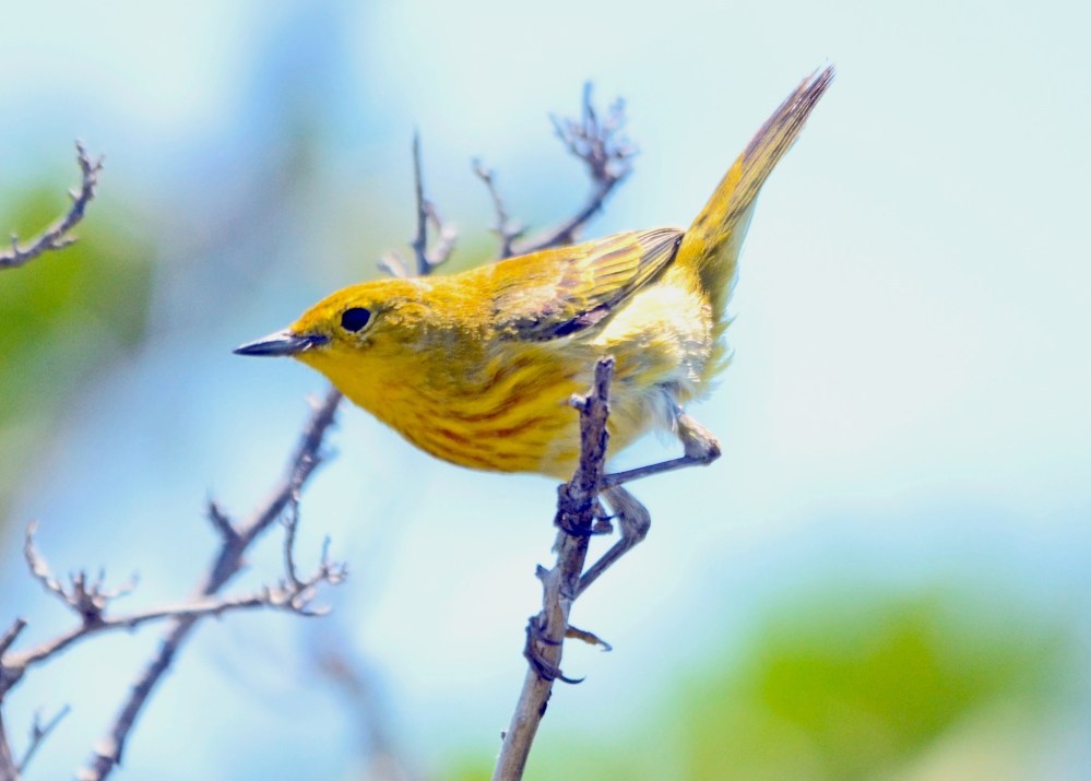 Yellow Warbler, Abaco (Duncan Mullis)