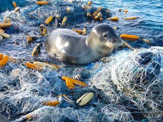 Monk Seal in discarded fishing nets (NOAA)