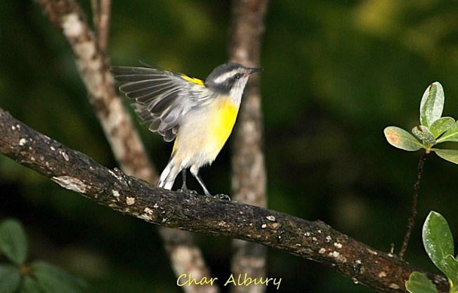 Bananaquit juvenile, Abaco (Char Albury)