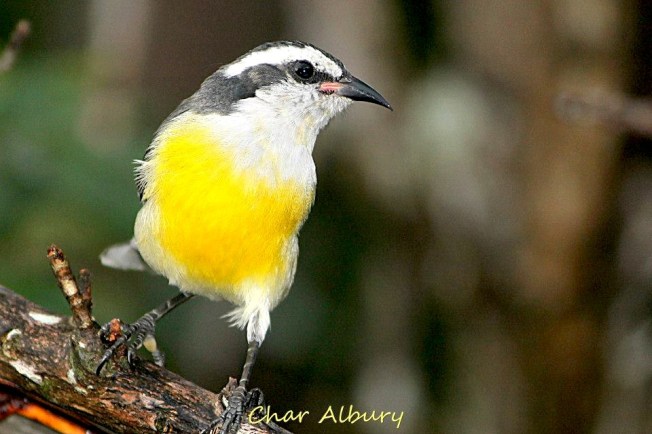 Bananaquit, Abaco (Char Albury)