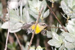 Bananaquit juvenile, Abaco (Char Albury)
