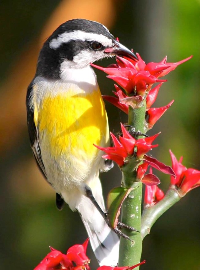 10690235_10204950091685787_6744489768036558235_n