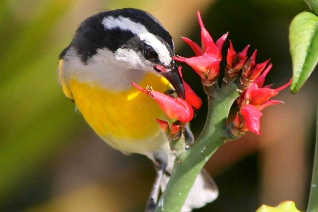 Bananaquit, Abaco (Char Albury)