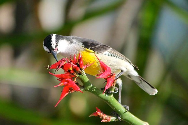 Bananaquit, Abaco (Char Albury)