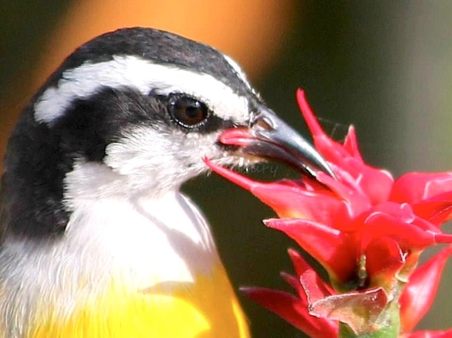 10968327_10204950091565784_7774239957870106607_n