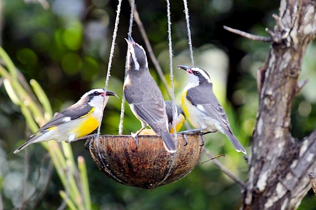 Bananaquit, Abaco (Char Albury)