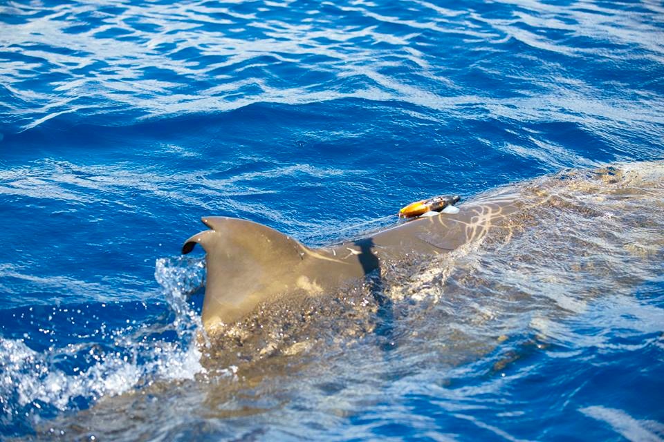 Tagging a Blainville's beaked whale with a suction cup 4