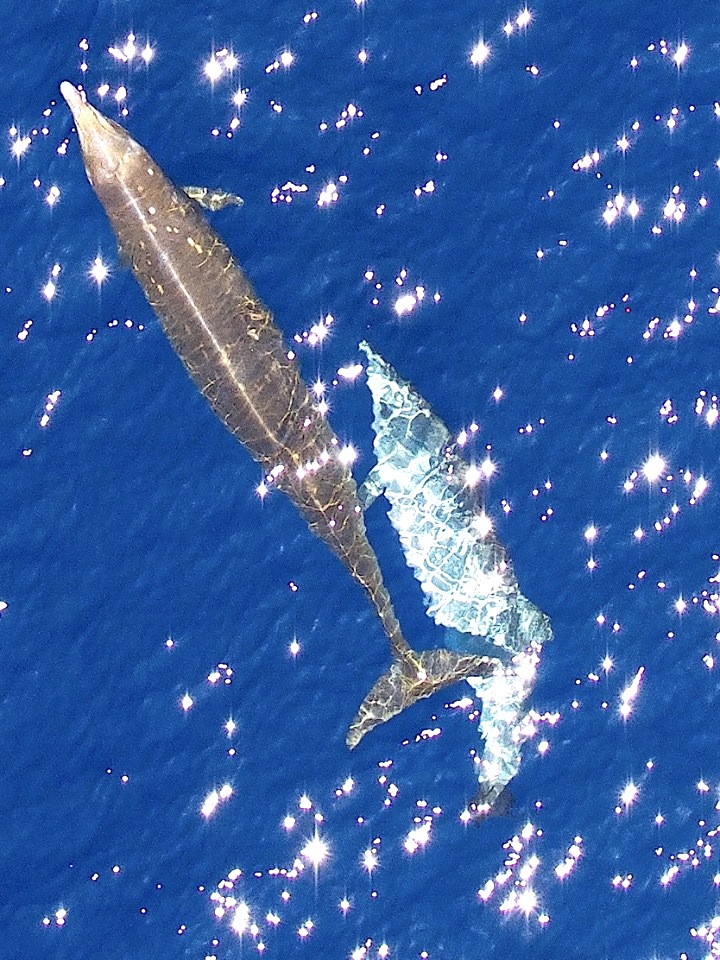  Blainville's beaked whale photogrammetry image - female and calf BMMRO