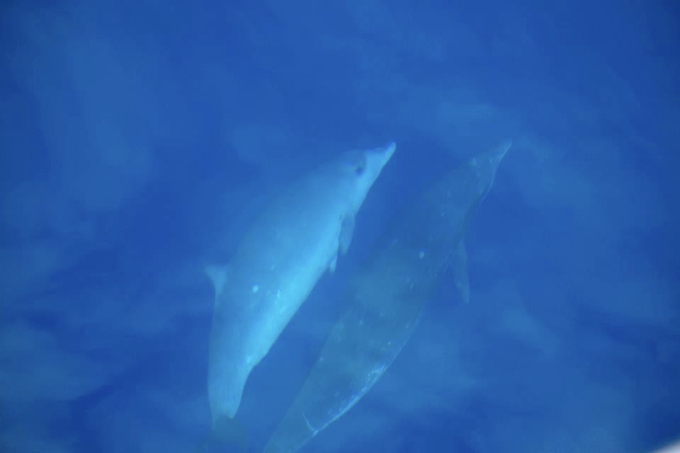 Blainville's beaked whale female and calf