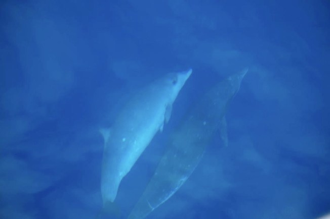 Blainville's beaked whale female and calf