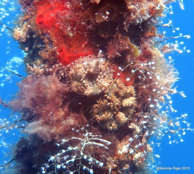 Anemone on Rope ©Melinda Riger @ G B Scuba