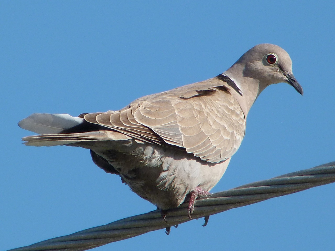Collared Dove, Abaco - Keith Salvesen / Rolling Harbour