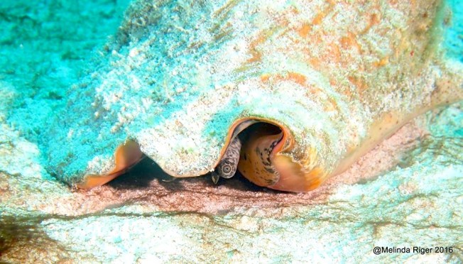 Conch in shell ©Melinda Riger @ G B Scuba copy