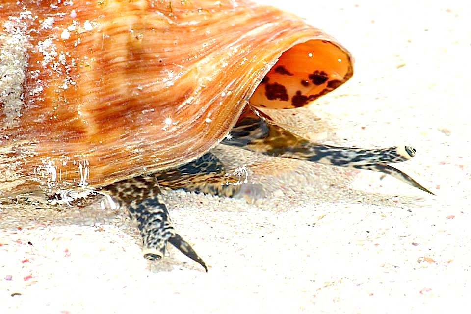 Conch Man-o-War Cay, Abaco (Charmaine Albury) copy