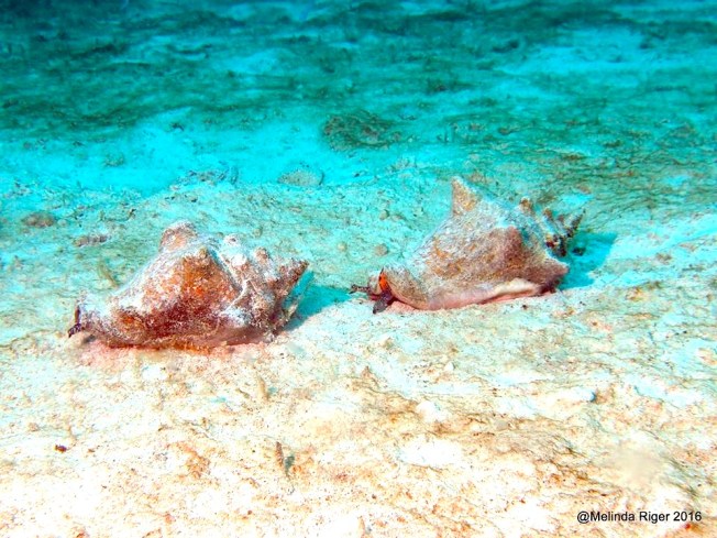 Conch race ©Melinda Riger @ G B Scuba copy