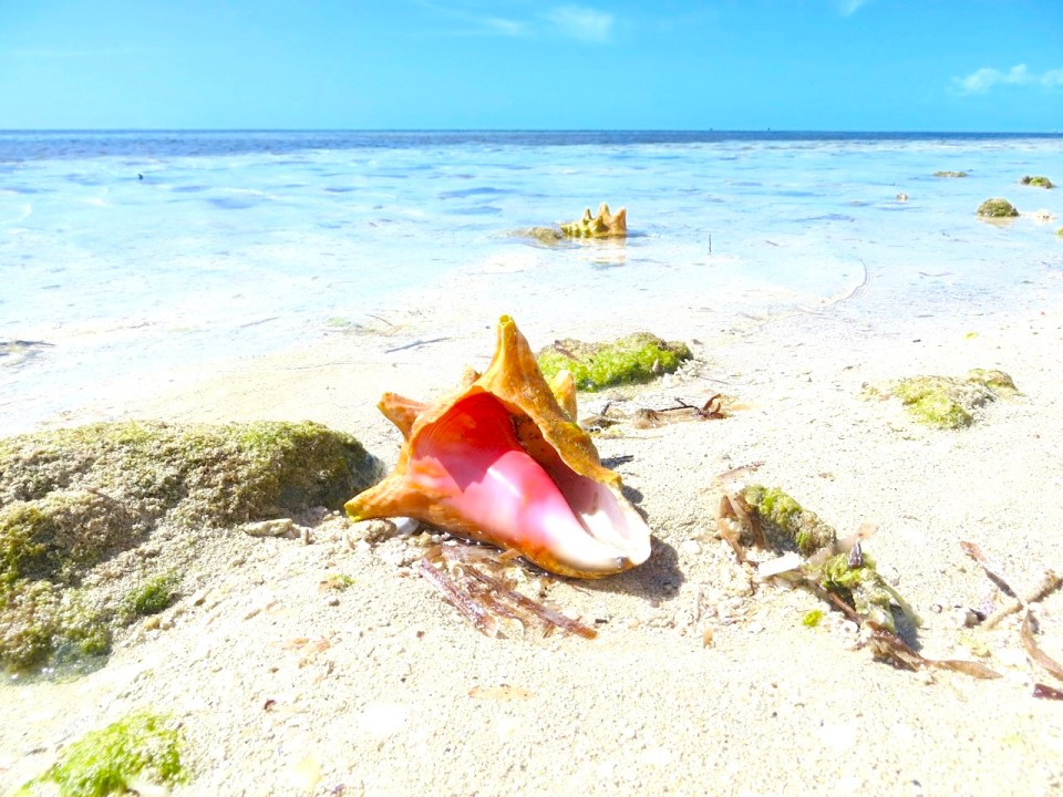 Conch Shells, Sandy Point, Abaco (Keith Salvesen) 2