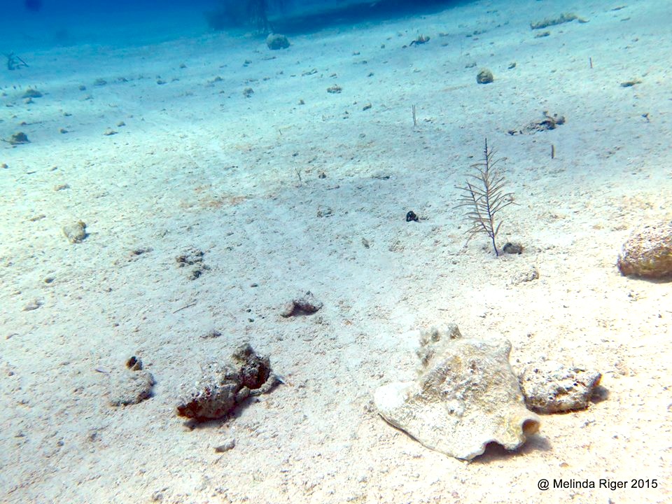 Conch Trail ©Melinda Riger @ G B Scuba copy