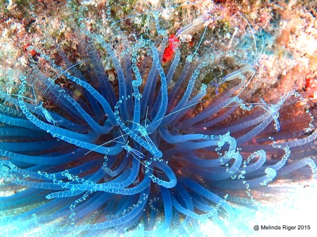 Corkscrew Anenome = Peterson Cleaner Shrimps ©Melinda Riger @G B Scuba copy