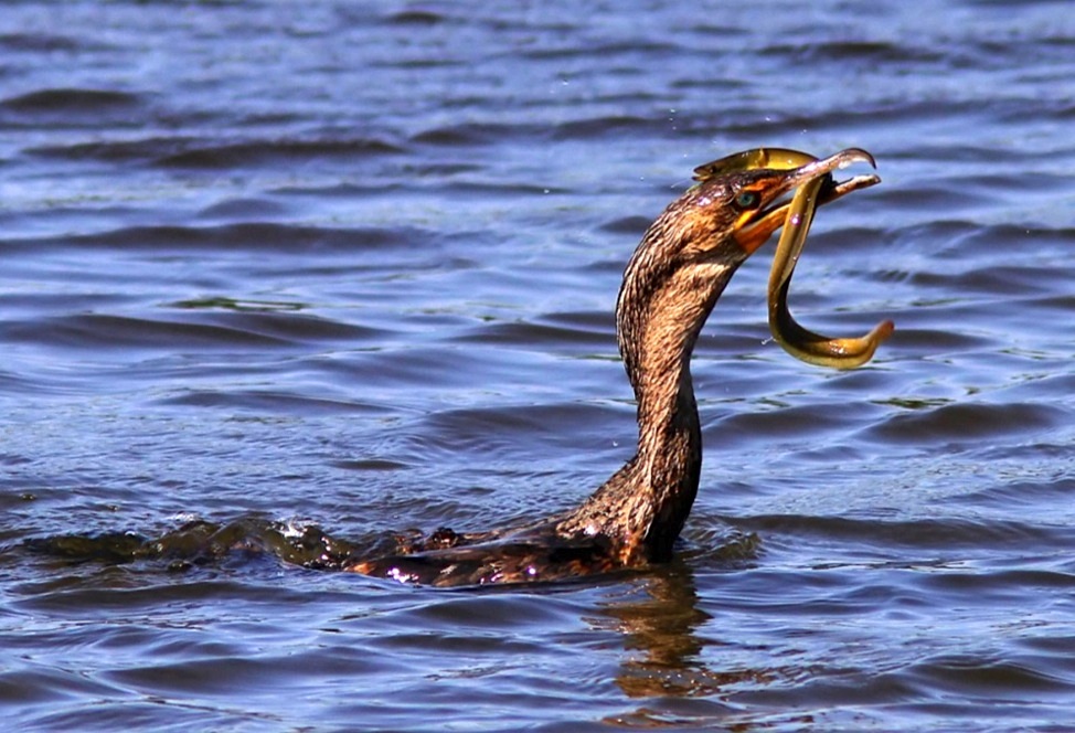 Cormorant eating eel (Phil Lanoue)