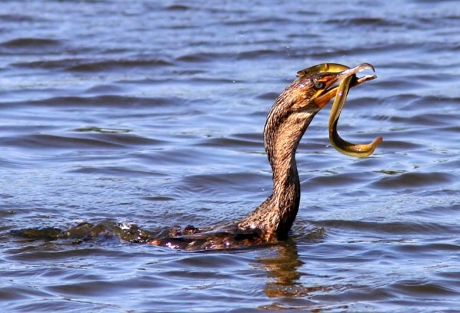 Cormorant eating eel (Phil Lanoue)