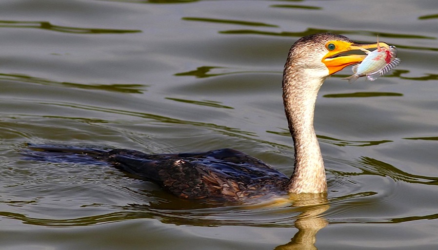 Cormorant - varied diet 1 (Phil Lanoue)