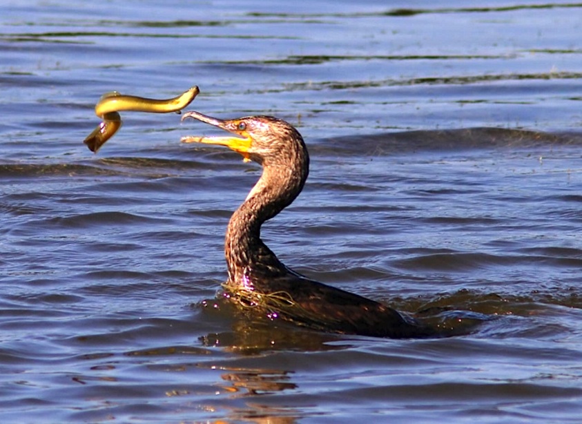 Cormorant - varied diet 4 (Phil Lanoue)