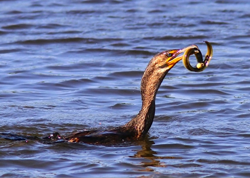 Cormorant - varied diet 5 (Phil Lanoue)