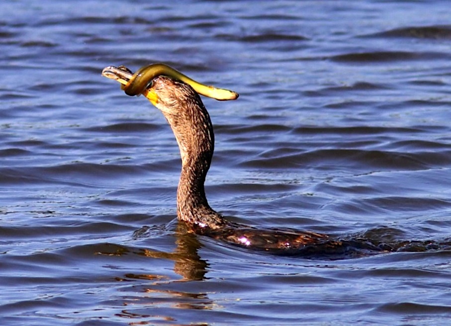 Cormorant - varied diet 6 (Phil Lanoue)