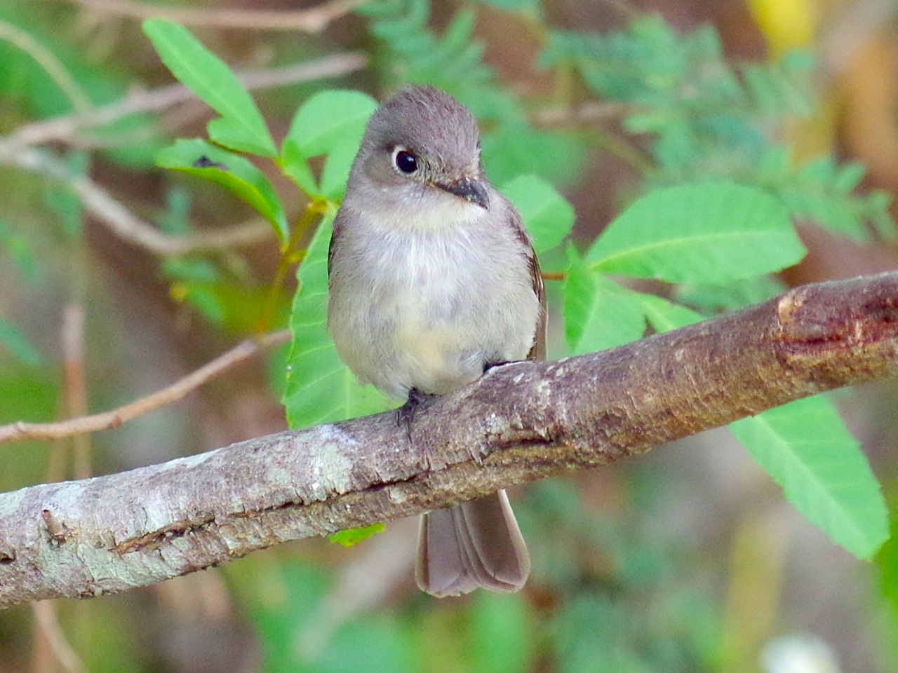 Cuban Pewee, Abbaco Neem Farm (Keith Salvesen) 2