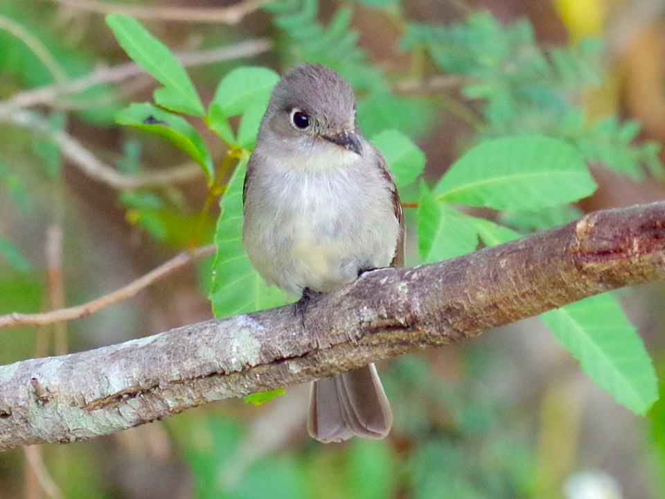 Cuban Pewee, Abbaco Neem Farm (Keith Salvesen) 2