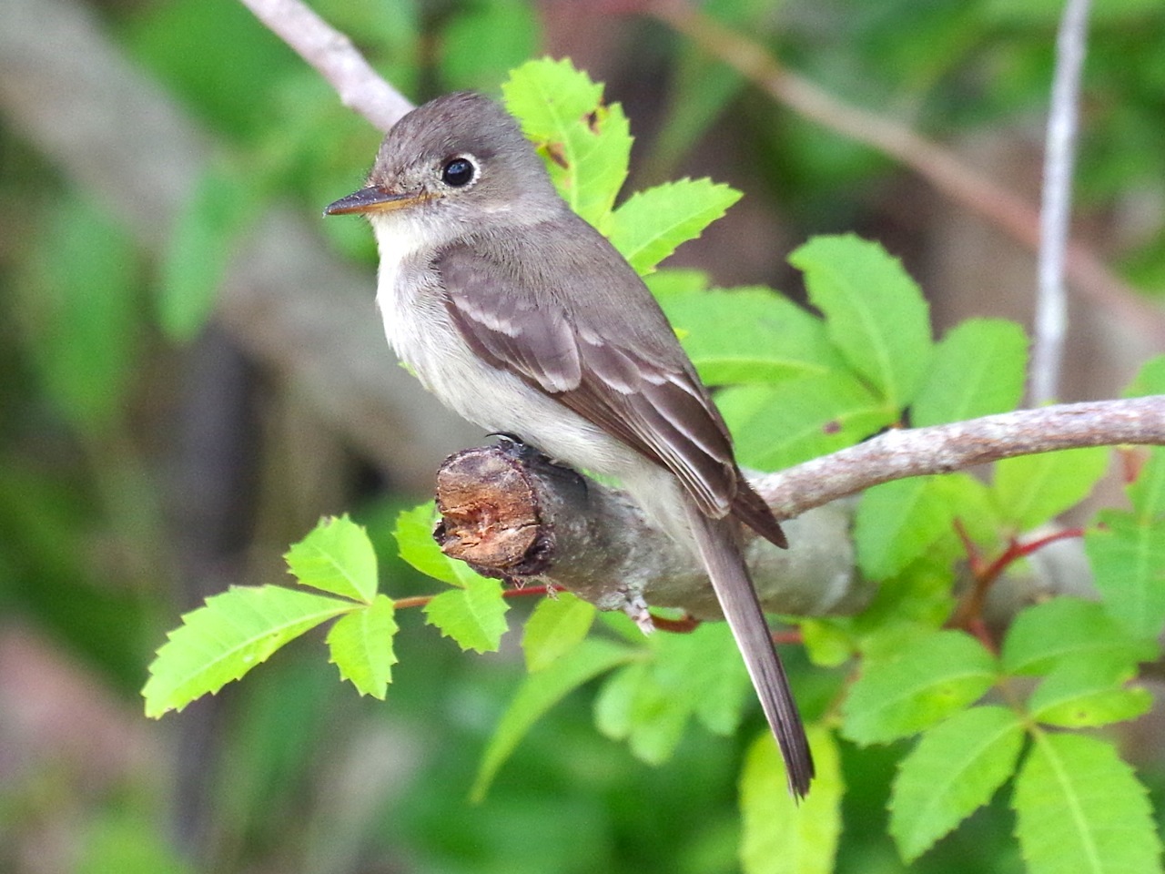 Cuban Pewee, Abbaco Neem Farm (Keith Salvesen) 6